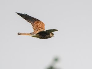 Kestrel