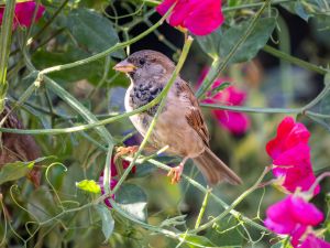 House Sparrow