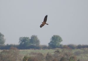 Marsh Harrier