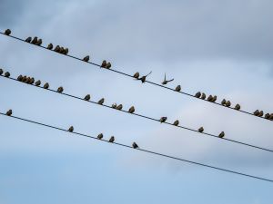 Linnet