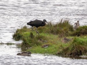Glossy Ibis