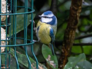 Blue Tit