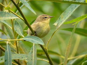 Chiffchaff