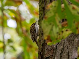 Treecreeper