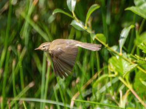 Willow Warbler