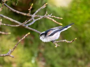 Long-tailed Tit