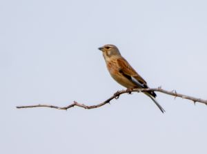 Linnet