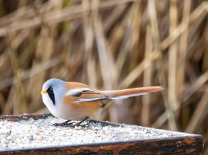 Bearded Tit