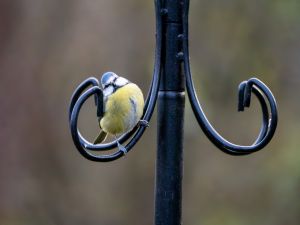 Blue Tit