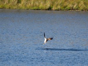Osprey