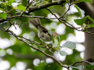 Chiffchaff