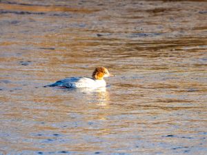 Goosander