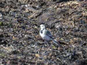 Pied Wagtail