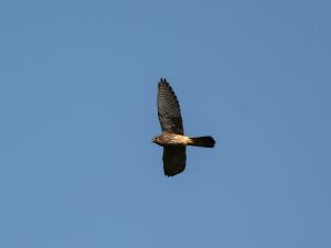 Kestrel