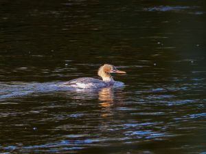 Goosander