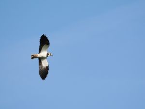 Lapwing