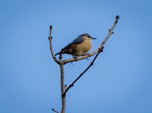 Nuthatch
