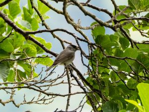 Blackcap