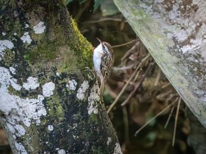 Treecreeper