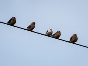Linnet