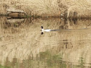Goosander