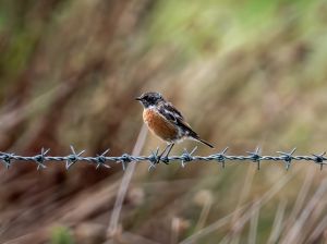Stonechat