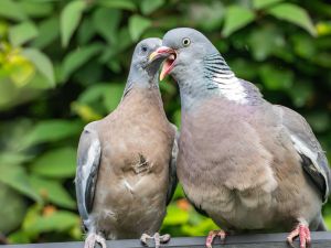 Woodpigeon