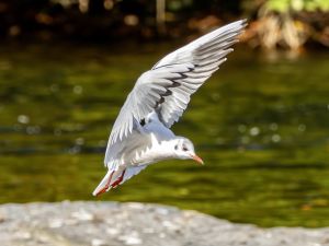Black-headed Gull