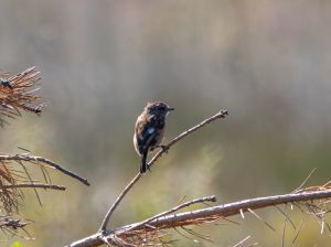 Stonechat
