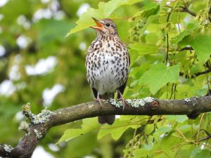 Song Thrush
