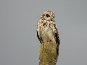 Short-eared Owl