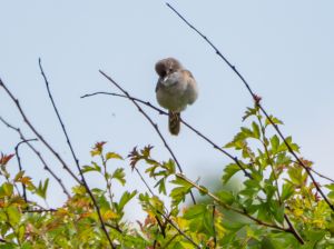Whitethroat