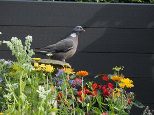 Woodpigeon
