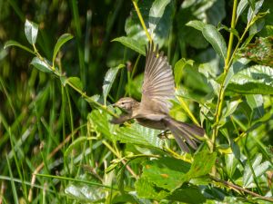 Willow Warbler