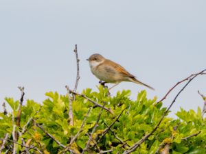 Whitethroat
