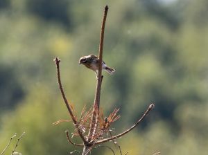 Reed Bunting