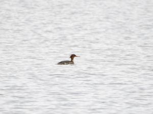 Red-breasted Merganser