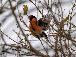 Bullfinch