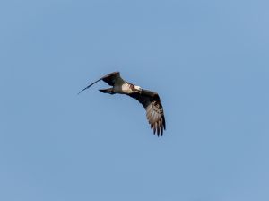 Osprey