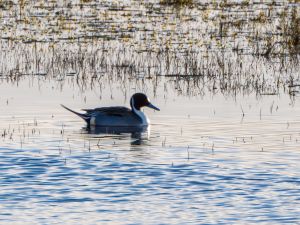 Pintail