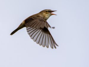 Sedge Warbler