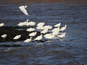 Little Egret