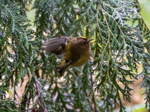 Goldcrest