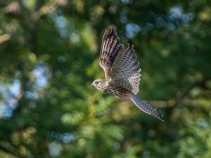 Kestrel