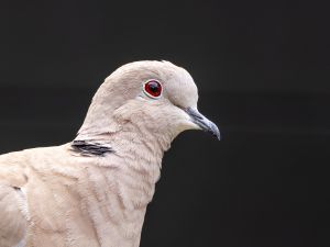 Collared Dove