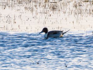 Pintail