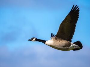 Canada Goose