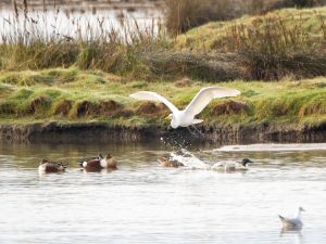 Great White Egret