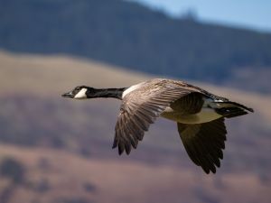 Canada Goose