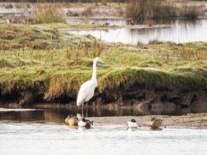 Great White Egret